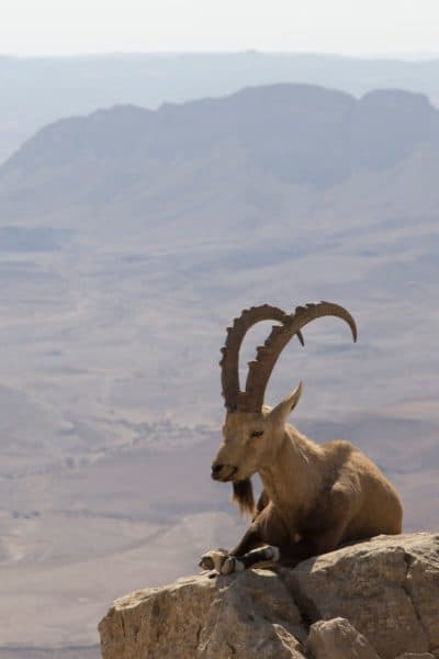 goat in wilderness featured