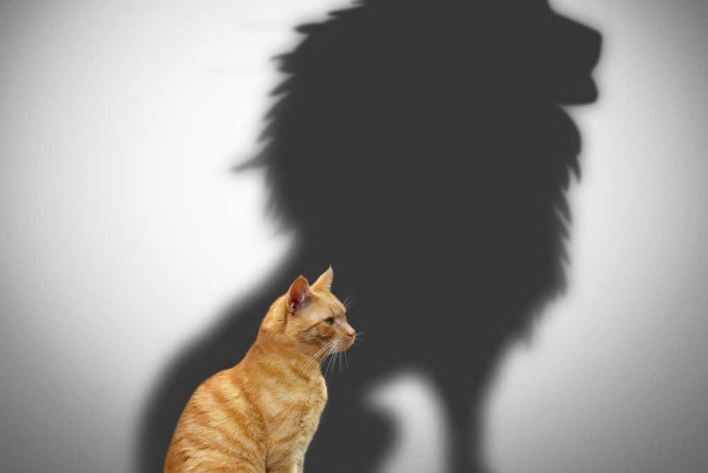 cat with the shadow of a lion