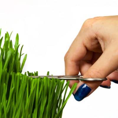 close up of hand cutting grass with scissors