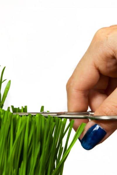 close up of hand cutting grass with scissors