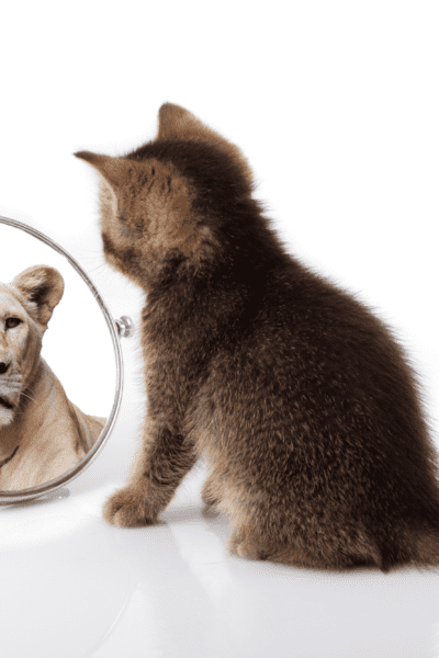 kitten looking in mirror at lion reflection