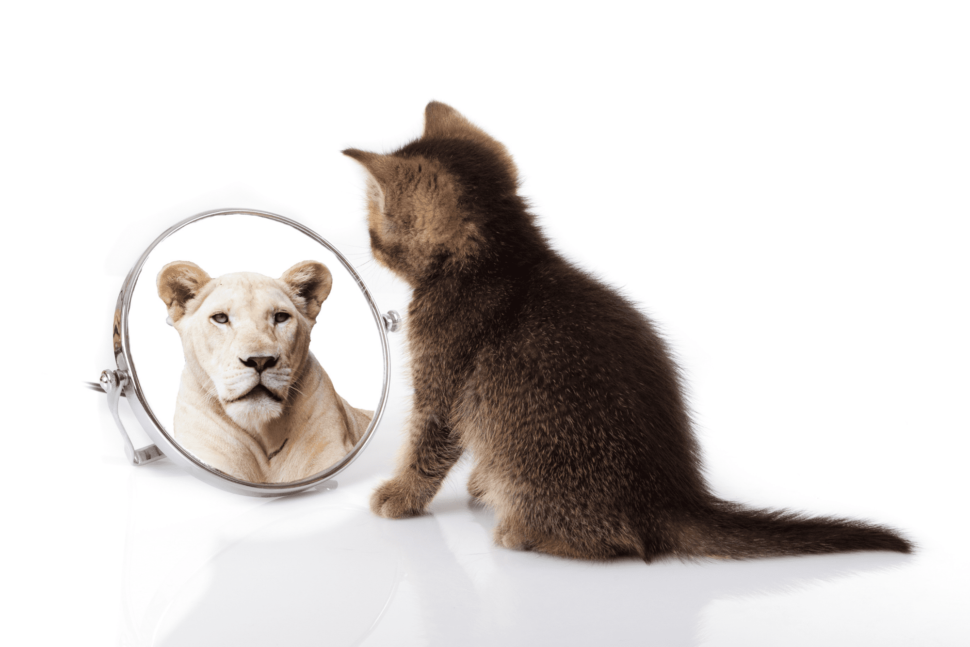 kitten looking in mirror at lion reflection